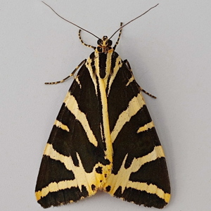 Image of Jersey Tiger - Euplagia quadripunctaria*