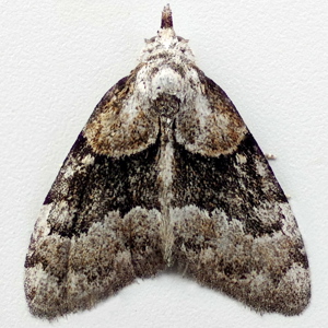 Image of Short-cloaked Moth - Nola cucullatella  ab. nigrofasciata Cock.*