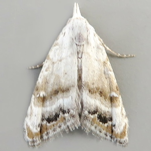 Image of Jersey Black Arches - Nola chlamitulalis