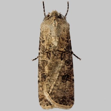 Picture of Turnip Moth - Agrotis segetum