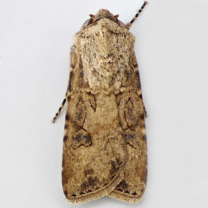 Image of Turnip Moth - Agrotis segetum ab. semiconfluent Cock.*