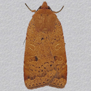 Image of Lesser Yellow Underwing - Noctua comes