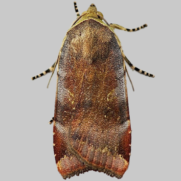 Picture of Lesser Broad-bordered Yellow Underwing - Noctua janthe