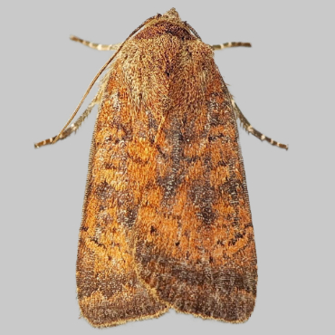 Picture of Least Yellow Underwing - Noctua interjecta