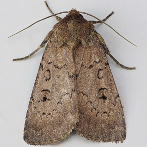 Image of Double Dart - Graphiphora augur