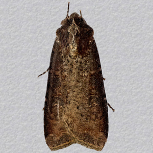 Image of Pearly Underwing - Peridroma saucia*