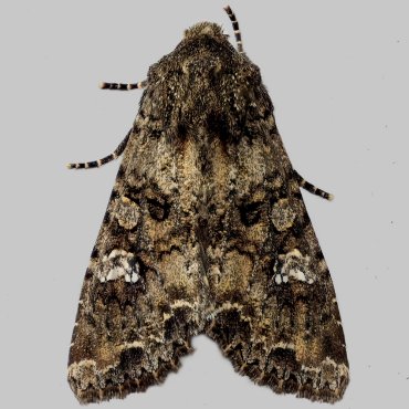 Picture of Cabbage Moth - Mamestra brassicae