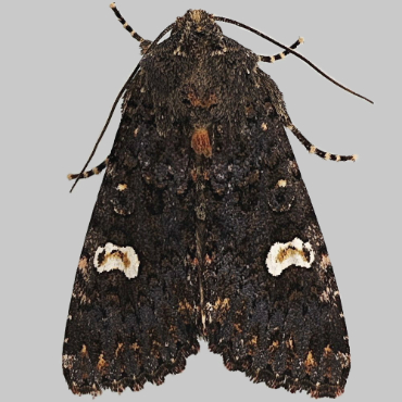 Picture of Dot Moth - Melanchra persicariae