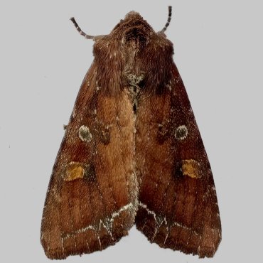 Picture of Bright-line Brown-eye - Lacanobia oleracea