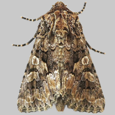 Picture of Barrett's Marbled Coronet - Conisania andalusica