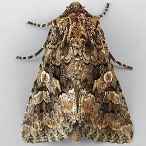 Image of Barrett's Marbled Coronet - Conisania andalusica