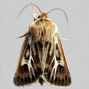Image of Antler Moth - Cerapteryx graminis