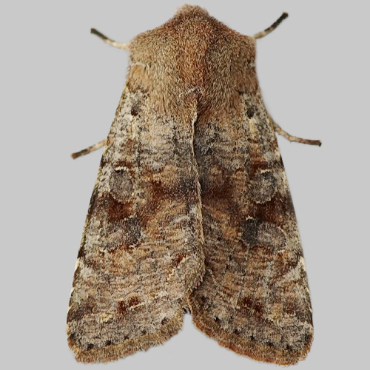 Picture of Clouded Drab - Orthosia incerta
