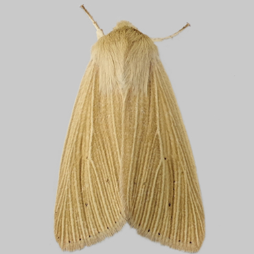 Picture of Common Wainscot - Mythimna pallens*