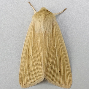 Image of Common Wainscot - Mythimna pallens*