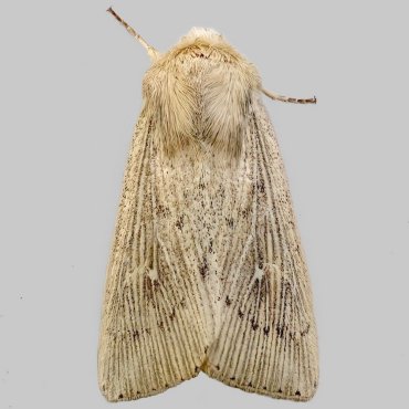 Picture of Obscure Wainscot - Leucania obsoleta*
