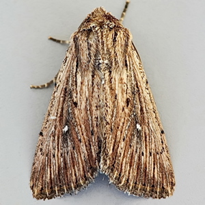 Image of Devonshire Wainscot - Leucania putrescens