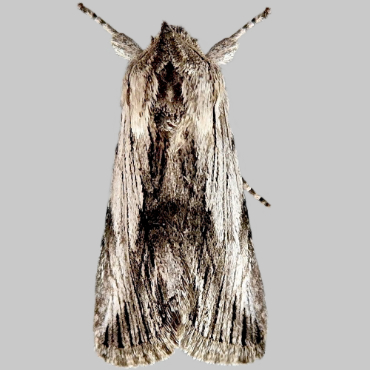 Picture of Antirrhinum Brocade - Calophasia platyptera