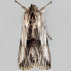 Image of Antirrhinum Brocade - Calophasia platyptera