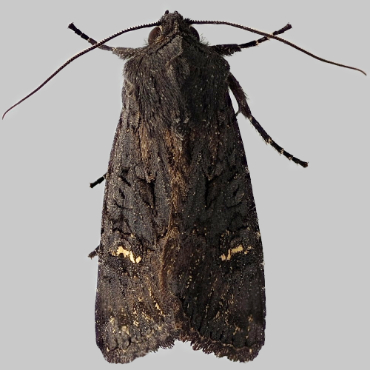Picture of Black Rustic - Aporophyla nigra