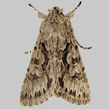 Picture of Early Grey - Xylocampa areola