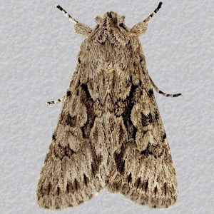 Image of Early Grey - Xylocampa areola