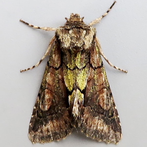 Image of Green-brindled Crescent - Allophyes oxyacanthae
