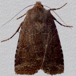 Image of Dark Chestnut - Conistra ligula*