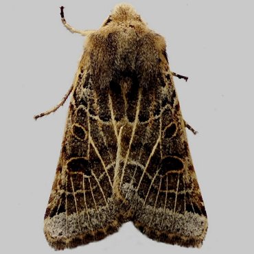 Picture of Lunar Underwing - Omphaloscelis lunosa