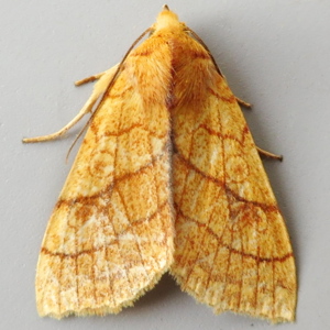 Image of Orange Sallow - Tiliacea citrago