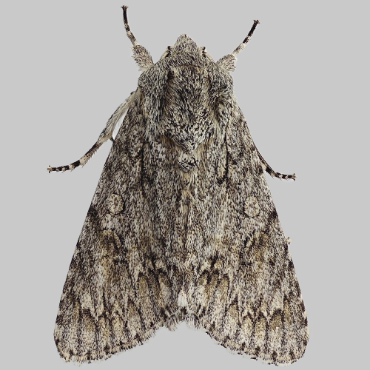 Picture of Sycamore - Acronicta aceris