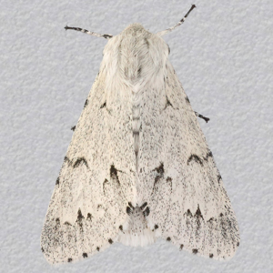 Image of Miller - Acronicta leporina