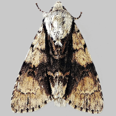 Picture of Alder Moth - Acronicta alni*