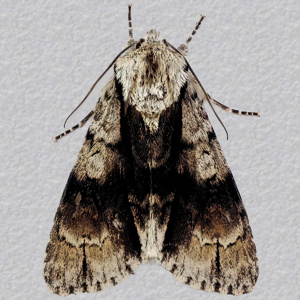 Image of Alder Moth - Acronicta alni*