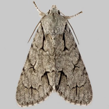Picture of Grey Dagger - Acronicta psi*