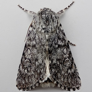 Image of Sweet Gale Moth - Acronicta cinerea