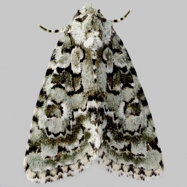 Picture of Marbled Green - Nyctobrya muralis