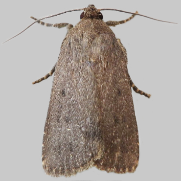 Picture of Mouse Moth - Amphipyra tragopoginis
