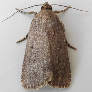 Image of Mouse Moth - Amphipyra tragopoginis