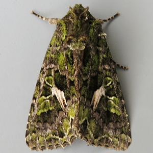 Image of Orache Moth - Trachea atriplicis