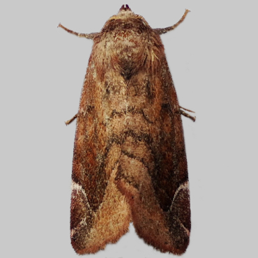 Picture of Lunar-spotted Pinion - Cosmia pyralina*