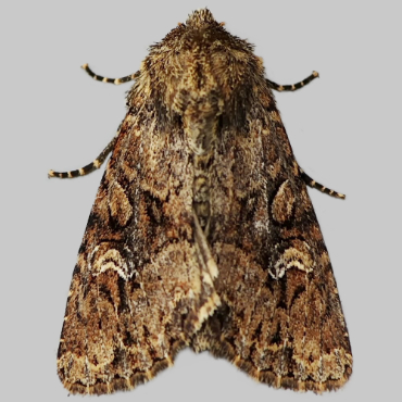 Picture of Small Clouded Brindle - Apamea unanimis*