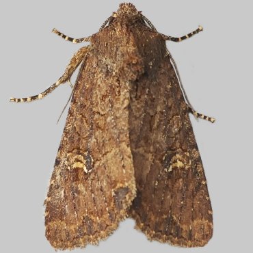 Picture of Common Rustic agg. - Mesapamea secalis agg.