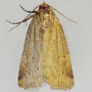 Image of Small Dotted Buff - Photedes minima