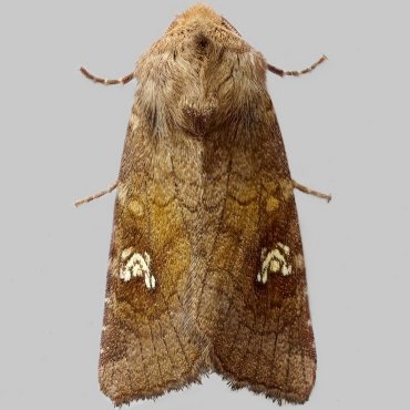 Picture of Ear Moth - Amphipoea oculea agg.