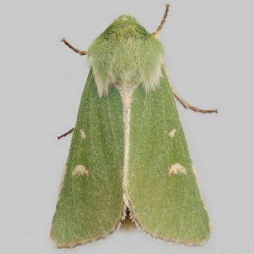 Picture of Burren Green - Calamia tridens ssp. accidentalis