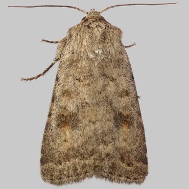 Picture of Mottled Rustic - Caradrina morpheus