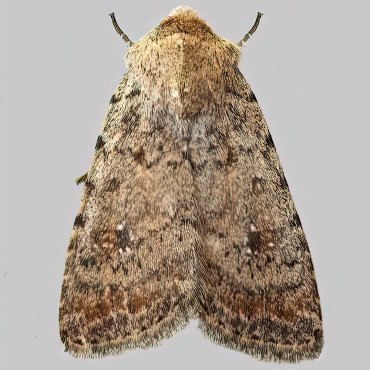 Picture of Pale Mottled Willow - Caradrina clavipalpis