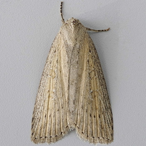 Image of Silky Wainscot - Chilodes maritima*