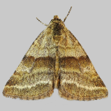 Picture of Goldwing - Synthymia fixa